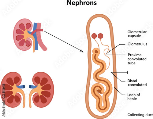 Kidney anatomy nephrons diagram showing glomerulus capsule and convoluted tubes.