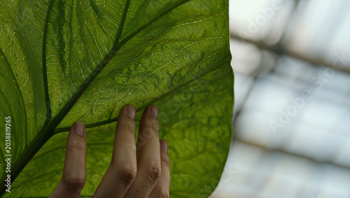 Close up of a person's hand touching a large green leaf with visible veins
