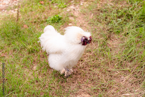Photos Top view of white Chinese rooster Silky Brahma flaps his wings on the farm