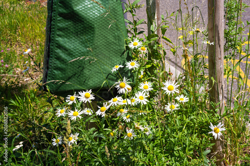Wild daisies in grassy garden corner
