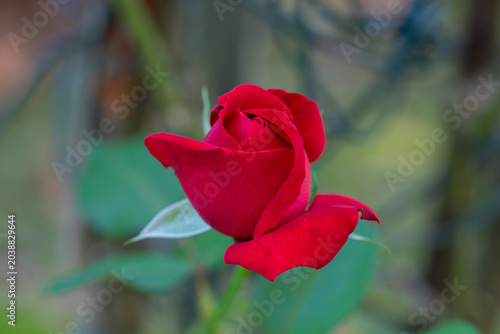 A vibrant red rosebud, captured in sharp focus against a softly blurred green background, showcases the delicate beauty and unfolding potential of nature