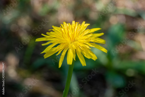 A fully bloomed yellow dandelion flower, its intricate petals radiating outward against a softly blurred background of natural foliage