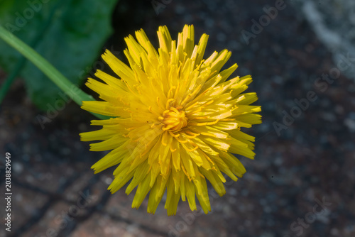 A vibrant, sunlit close-up captures the intricate details of a bright yellow dandelion bloom, set against a softly blurred background of green foliage and textured ground