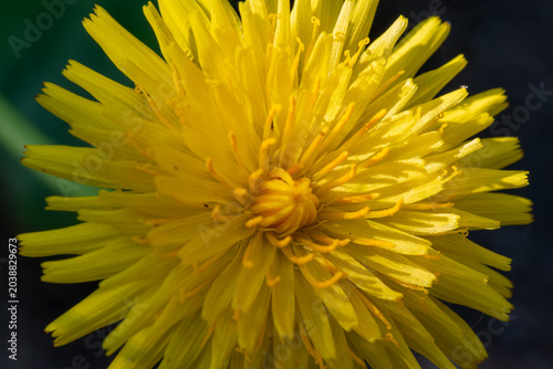 The intricate details of a vibrant yellow dandelion bloom against a dark, blurred background, highlighting its delicate ray florets and central disc