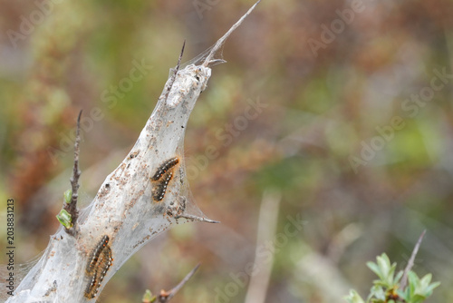 macro shot of brown-tail moth caterpillars (euproctis chrysorrhoea) crawling on a silk web covering a branch.