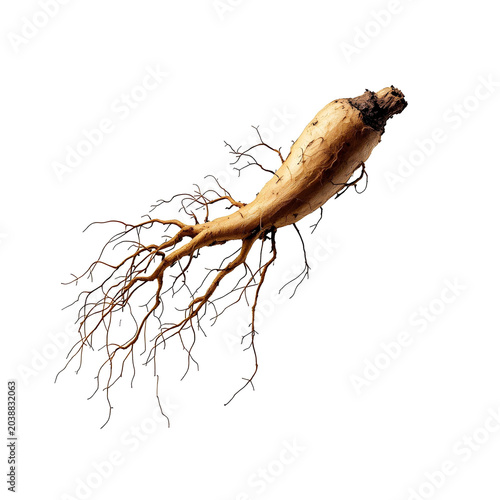 A single, gnarled ginseng root is isolated against a stark white background. The root is oriented diagonally,