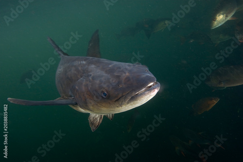 Fotografía Closeup of a Cobia underwater, Rachycentron canadum