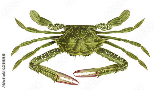 Foto Crab Nautical Vintage Illustration Isolated on White