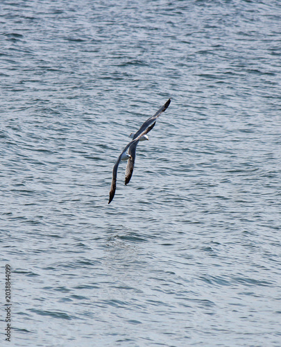 sports competitions over the sea in synchronized flight