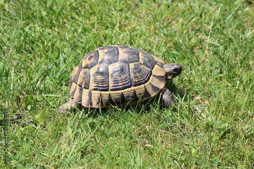 a turtle traveling across a resort meadow