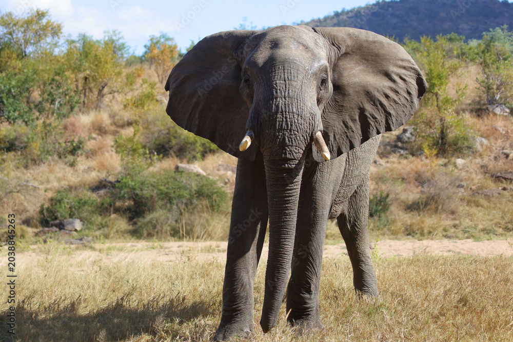 Fototapeta premium Afrikanischer Elefant / African elephant / Loxodonta africana