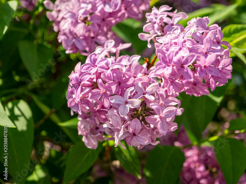 Large inflorescences of Buffon's lilac against a background of green foliage. Close-up. Floral spring background with Buffon lilac.