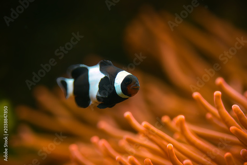 Fotografie Isolated close-up of a black & white clownfish on anemone background | Amphiprio