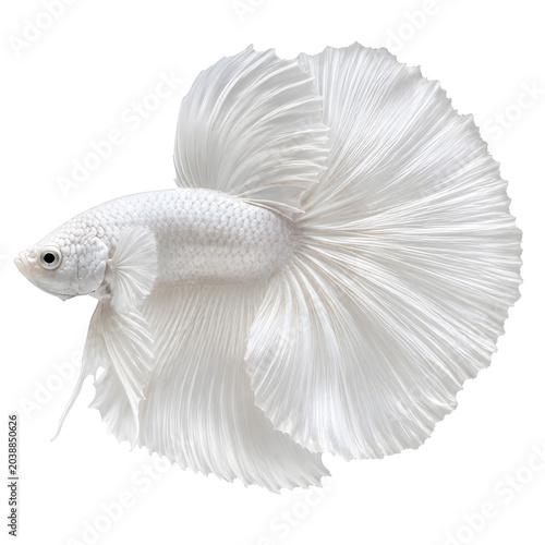 White betta fish with flowing fins and scales, swimming gracefully with elegant movement and delicate texture