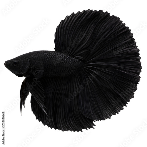 Betta fish with large flowing tail and fins swimming isolated on transparency background with elegant movement