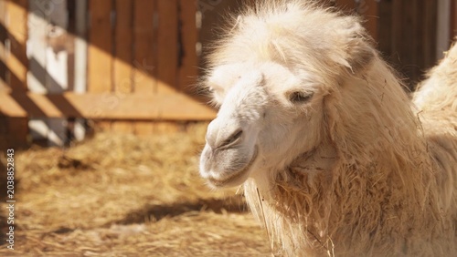 Fotografi White camel with shaggy mane stands calmly in a sunny outdoor enclosure by a woo