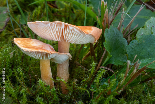 Obraz na plátně Cystodermella cinnabarina (Cinnabar powdercap)
