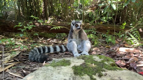 Ring-tailed lemur in nature