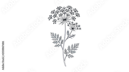 Foto Fennel Flower Botanical Line Art Illustration