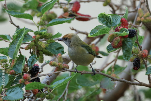 Burnished-buff Tanager Perched Among Mulberries