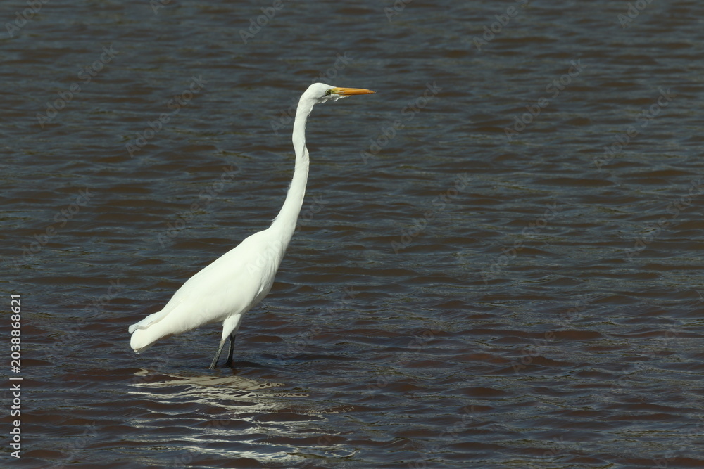 Obraz premium Great Egret Wading in Dark Water