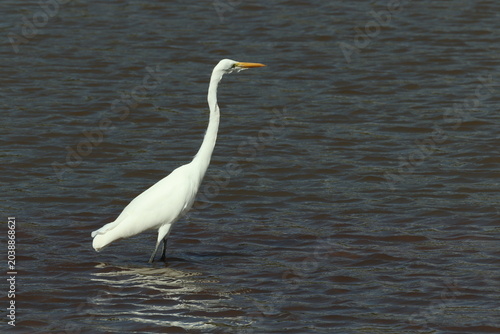 Great Egret Wading in Dark Water
