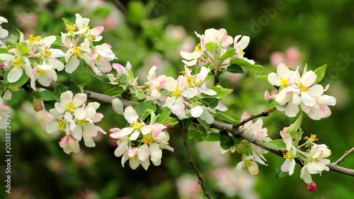Apple blossoms moving gently in a light breeze during springtime with soft natural light.
