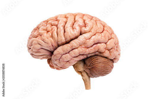 A detailed view of a human brain, showcasing its intricate folds and lobes. This image highlights the complexity of the human mind on Isolated Transparent Background, Ai Generative