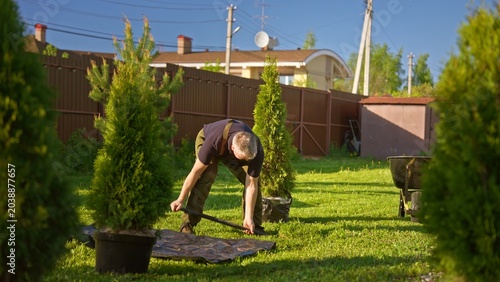 Man planting young thuja evergreens in sunny backyard, digging holes and transferring potted trees into grass to improve residential landscaping and garden curb appeal