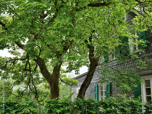 Foto A medium shot captures a mature walnut tree with a sprawling green canopy
and thick gnarled branches