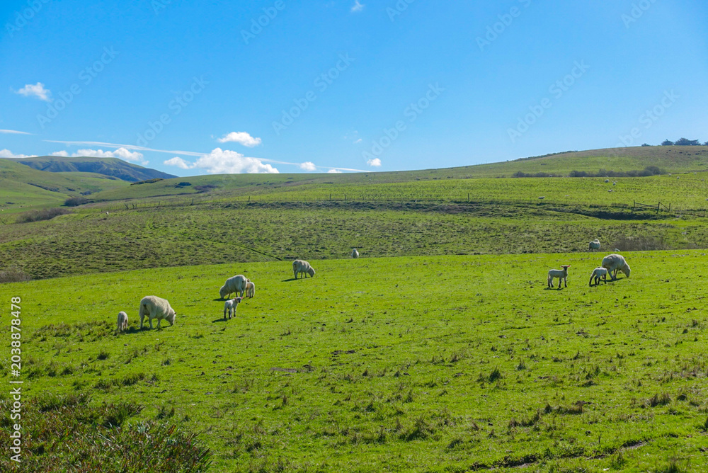 Obraz premium herd of sheep at tomales, California on a sunny February day 