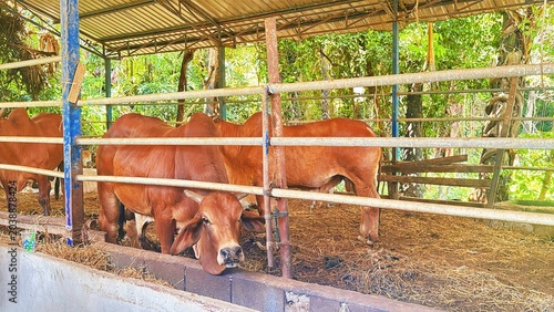 Brown Cattle Farm Shelter, Rural Livestock Barn Scene, cow in the farm 