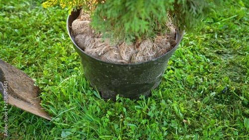 Tableau sur toile Potted evergreen tree sapling with exposed roots in burlap, sitting on green law
