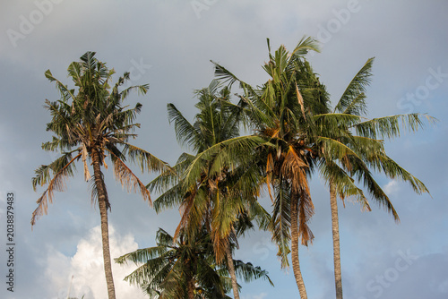Fotografia Tall coconut palm trees with green fronds and coconut clusters swaying against cloudy sky, tropical landscape with golden evening light