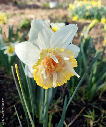Schilderij op canvas Blooming flower daffodil Petit Four on sunny spring day