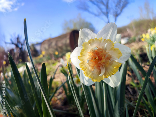 Fotografija Blooming flower daffodil Petit Four on sunny spring day