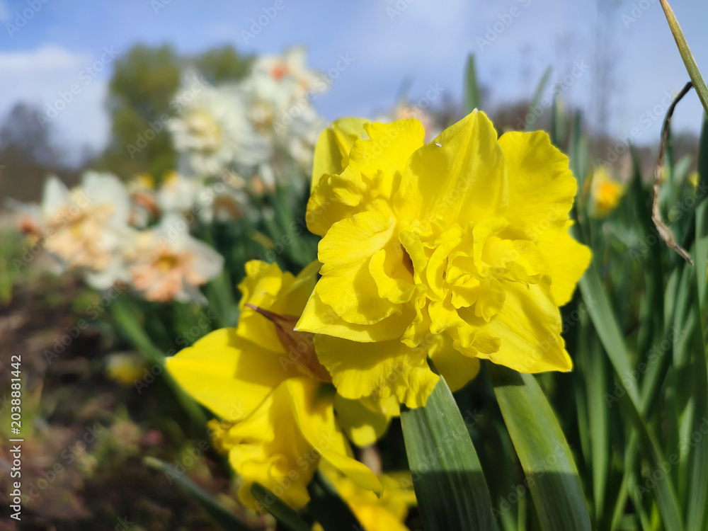 Fototapeta premium Blooming flower. Blooming yellow daffodil flower. Blossomed narcissus growing in ground on sunny spring day. Blossoming inflorescence with petals and green leaves. Flowerbed. Growing varietal