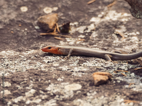Canvas Print Broad-headed skink lizard with a bright orange head basking on a rocky surface a