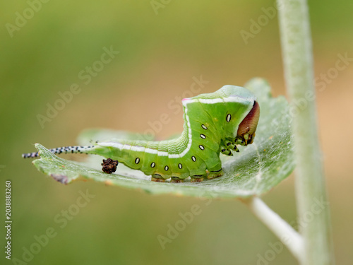 Large green caterpillar with two horns on a leaf. Poplar moth. Cerura iberica