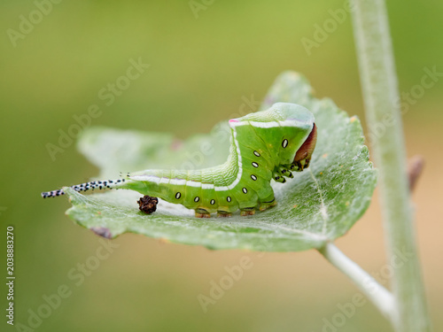 Large green caterpillar with two horns on a leaf. Poplar moth. Cerura iberica