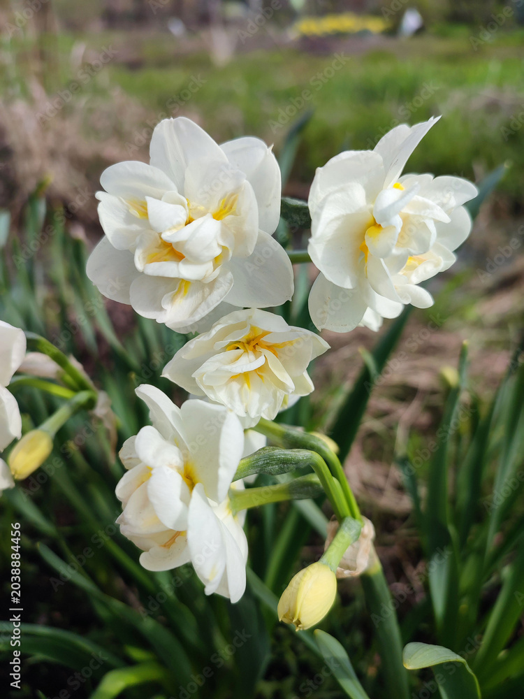Obraz premium Beautiful blooming daffodil flower on sunny spring day. Blooming narcissus flower close-up. Blossomed multi-colored flower with white yellow petals, stamens and green leaves growing in ground. Natural