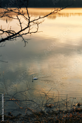 Lone swan swimming on Danube River at golden sunrise with mist