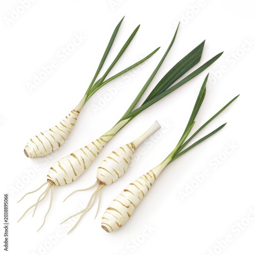 Fresh horseradish roots with green leaves isolated on white background