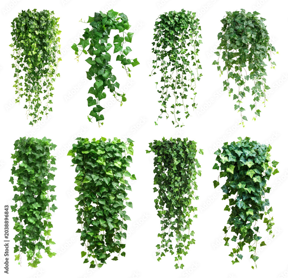 Fototapeta premium PNG Lush cascading green ivy plants on transparent background