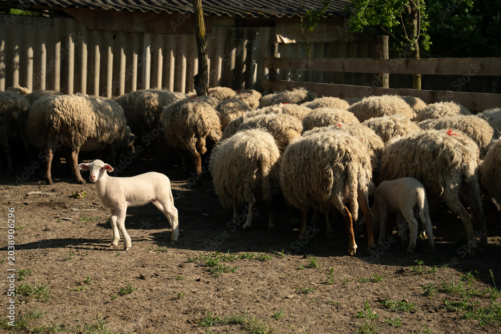 Fototapeta premium Sheep are waiting their turn to be milked.
