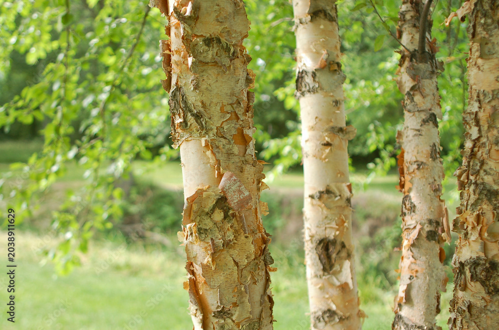 Naklejka premium Birch Trees