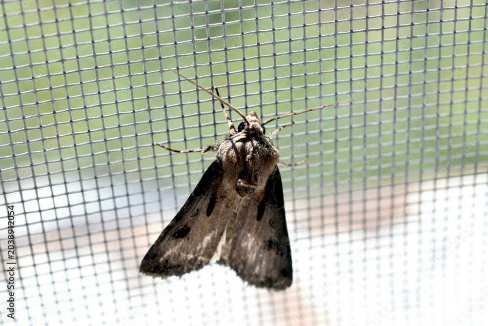 Φωτογραφία A moth from the noctuid family, known as the exclamation mark moth