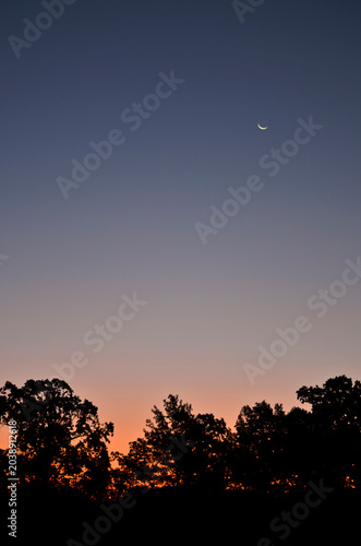 Fotografie Treetops at dawn with a moon in the sky