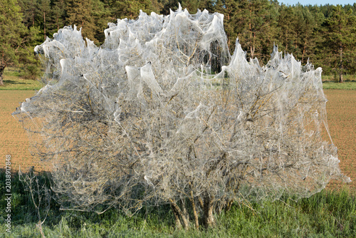 Photos Bush completely covered in white silk webs made by ermine moth caterpillars in a field