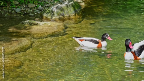 The common shelduck, Tadorna tadorna is a waterfowl species of the shelduck genus, Tadorna.